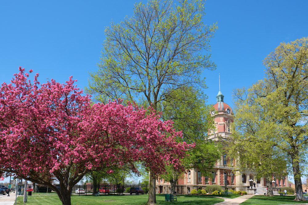 Trees in bloom on the Courthouse lawn